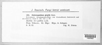 Cladosporium iridis image